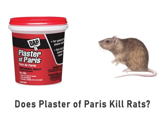 The Truth About Using Bleach to Eliminate Rats and Mice